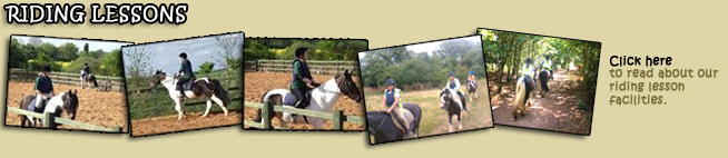 Find out about horse & donkey riding lessons
